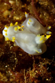Pair of Polycera faeroensis mating.

Shot using Canon EOS 350D in Ikelite housing, Canon 100mm macro, Nikonos SB-105 strobe. 